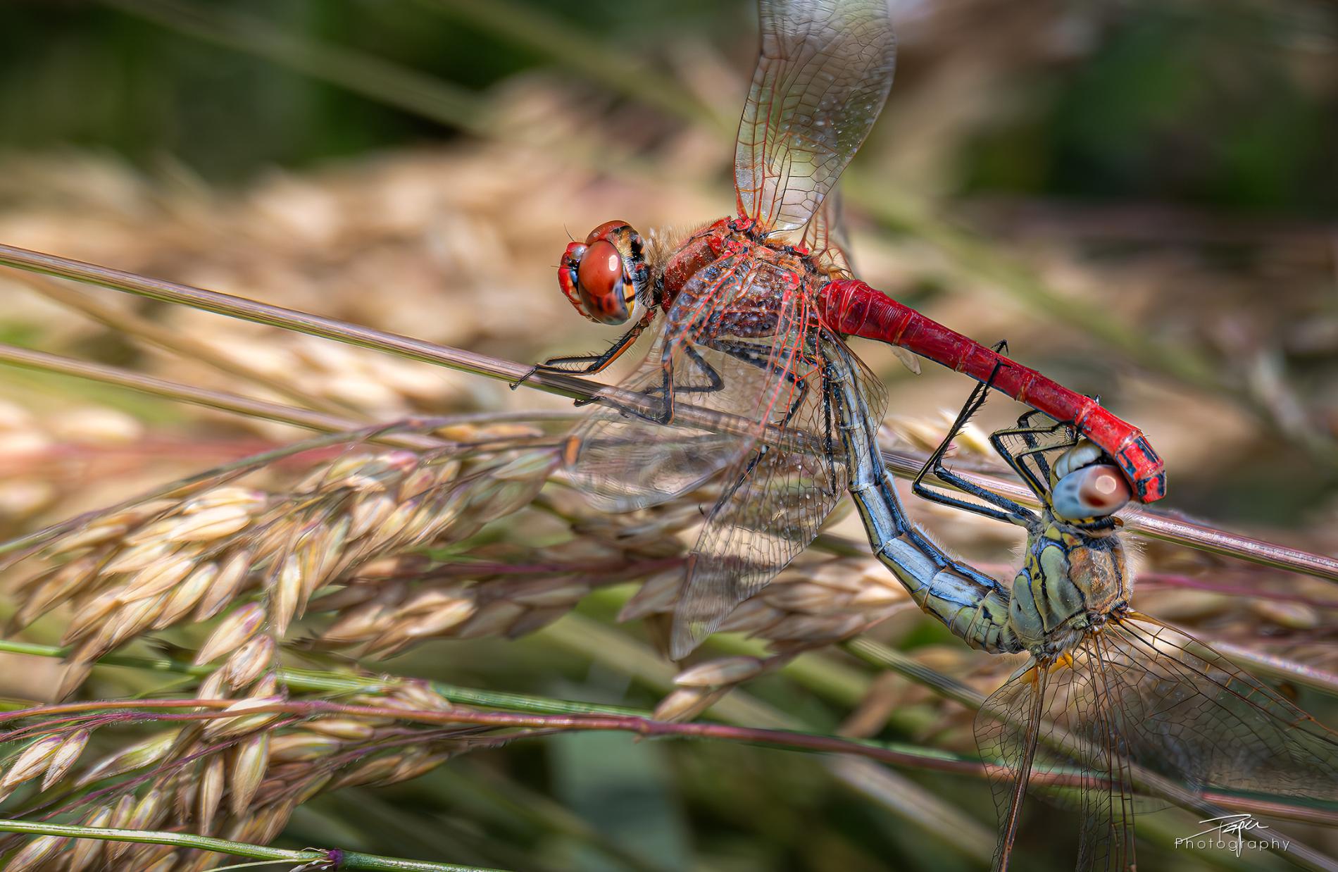 09.06.2025 - Frühling
